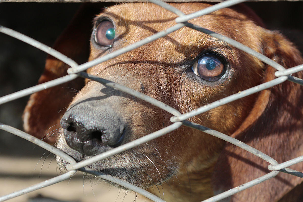 . House Passes Bill Making Animal Cruelty A Federal Felony - Backyardbend